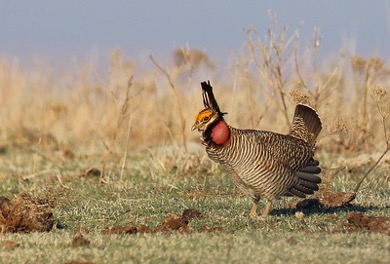 Lesser prairie-chicken