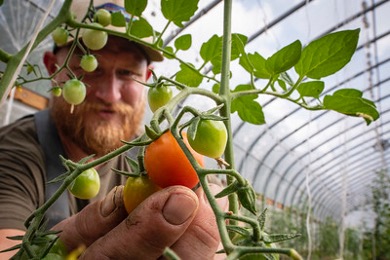 farmer harvesting a tomato