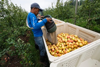 farmworker and apples