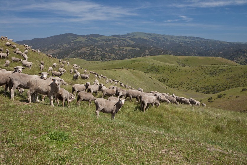 sheep hillside1