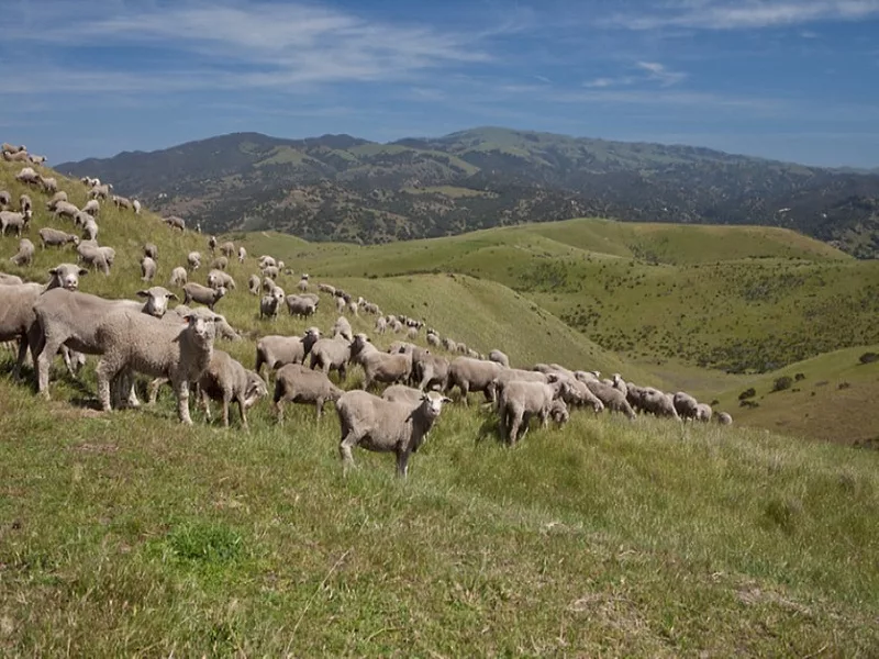Sheep hillside2