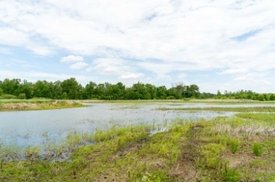 wetland