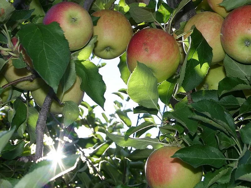 Apples_Fruit