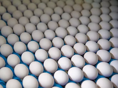 Eggs