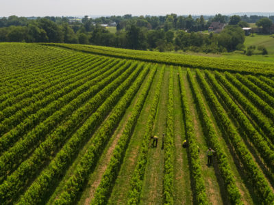 Grape wine vineyard