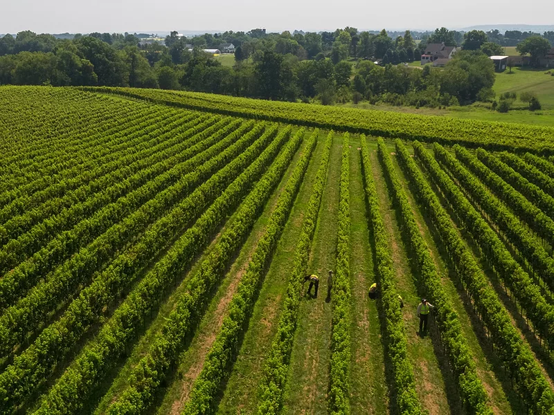 Grape wine vineyard