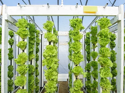 Aquaponic lettuce