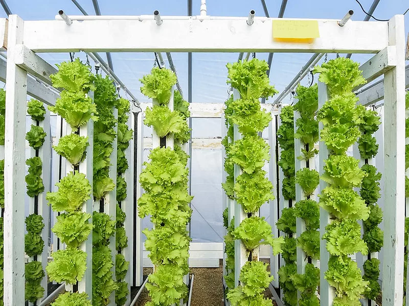 Aquaponic lettuce