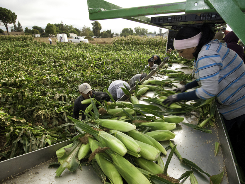 Migrant Workers pick corn-836