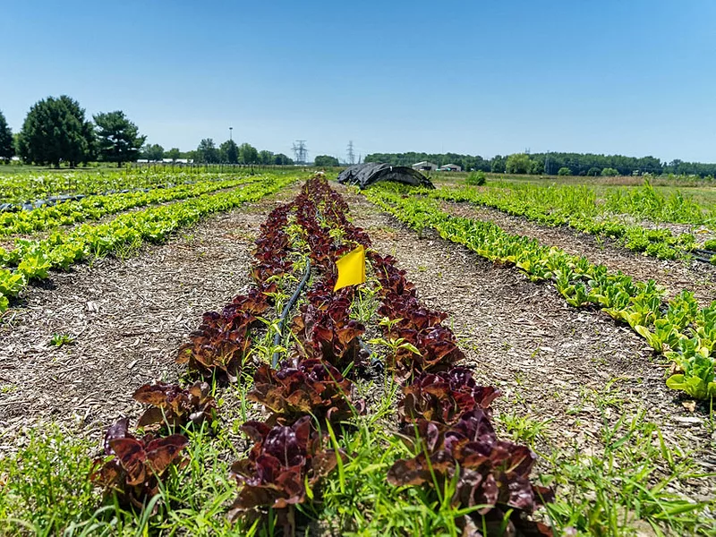 organic_field.jpg