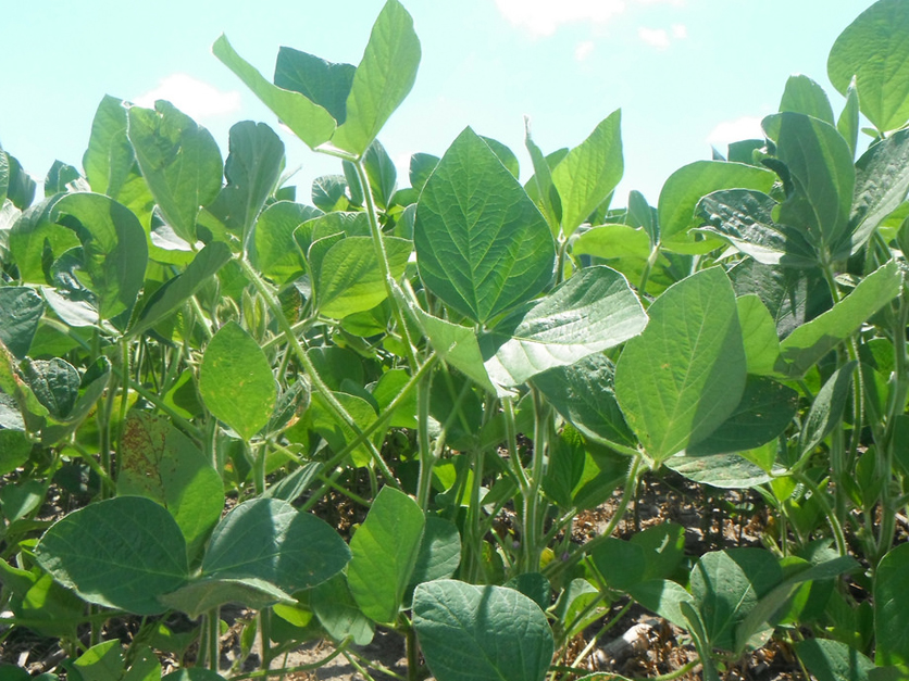 Soybean crop