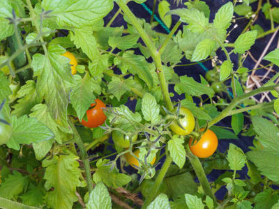 tomato-plant.jpg