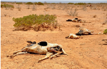 Africa Drought