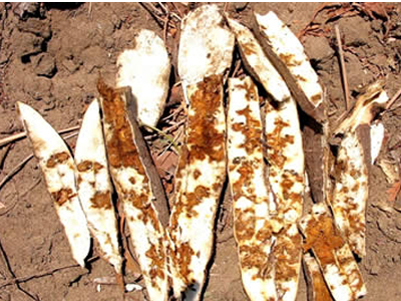 Cassava brown streak