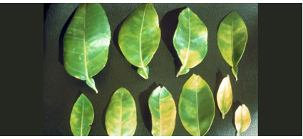 Citrus greening