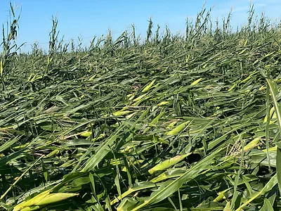 Iowa corn derecho damage