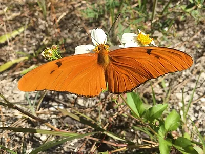 fpl butterfly