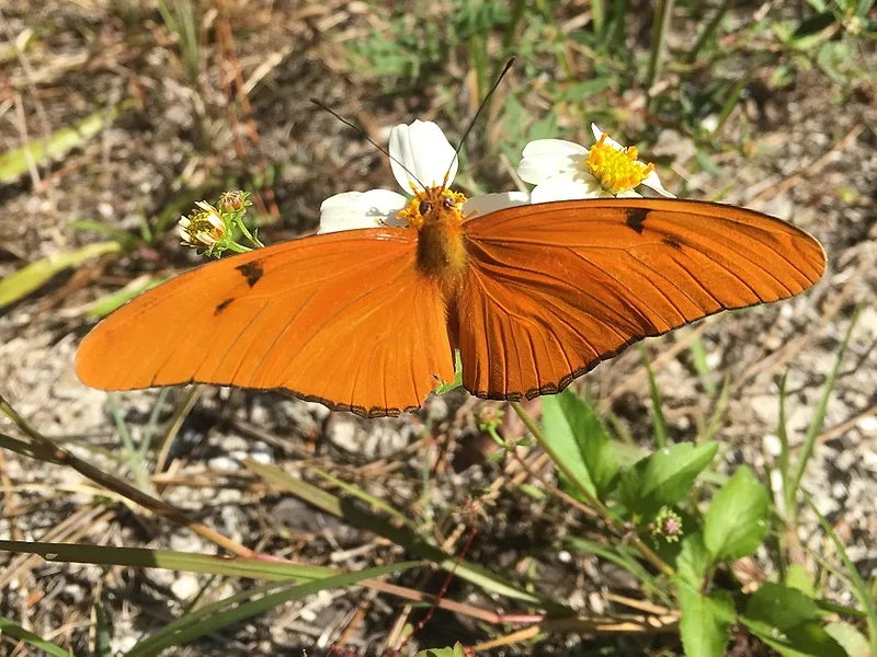 fpl butterfly