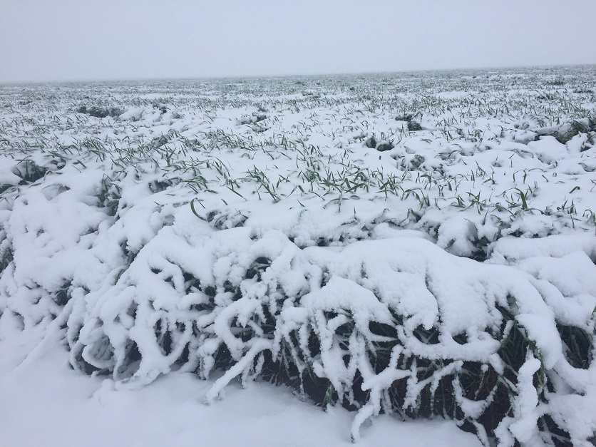 Frozen Wheatfield