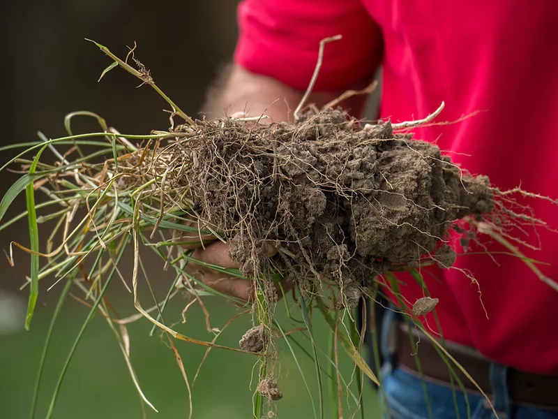 Soil