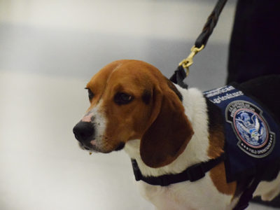 Beasely the CBP dog