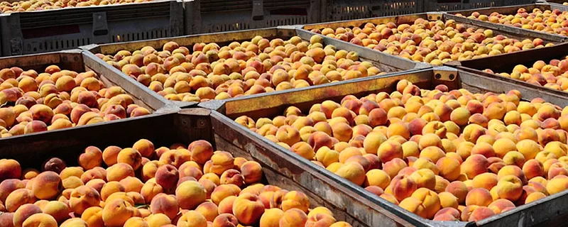 Peaches