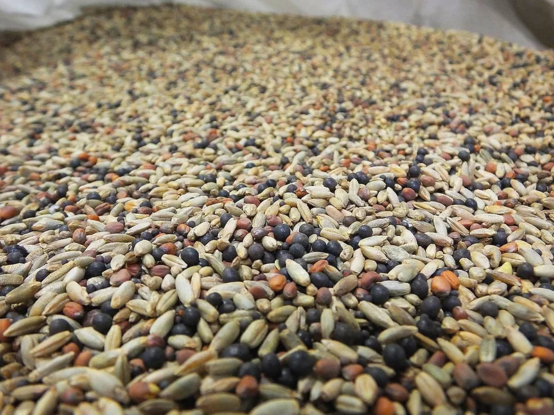 Cover crop seed