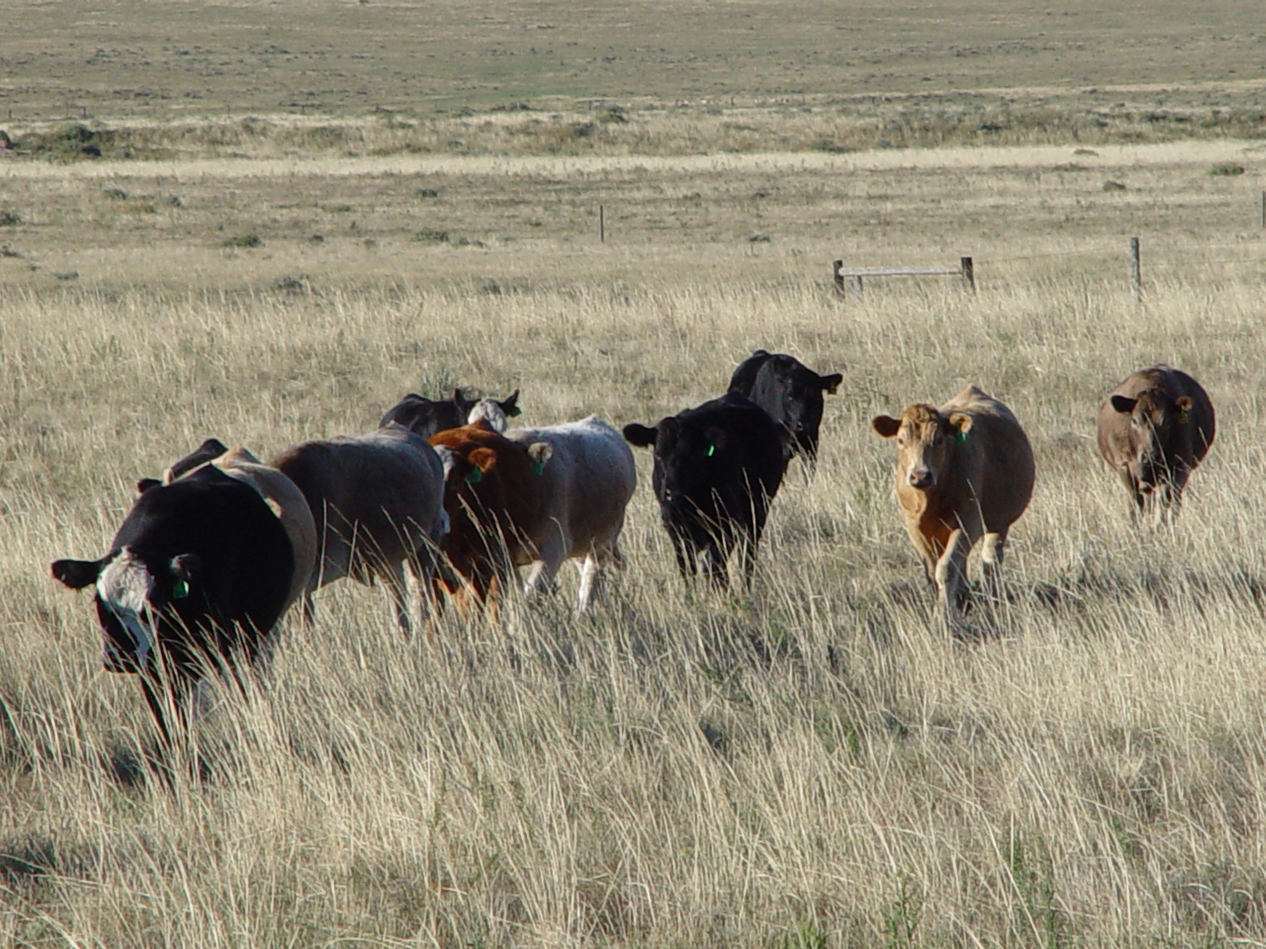 Will global warming require ranchers to rethink grazing? - Agri-Pulse