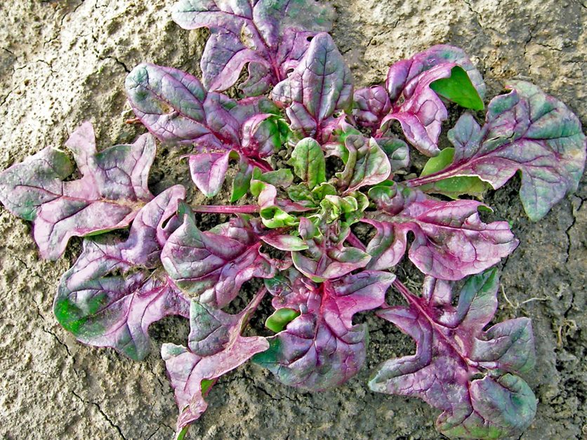 Red spinach