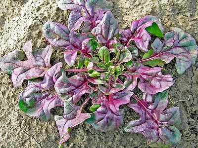 Red spinach