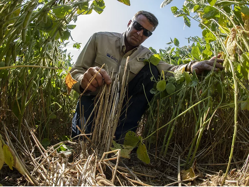 Cover crops