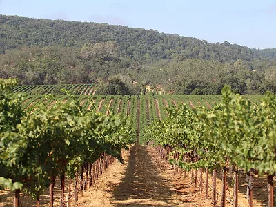 Vineyard
