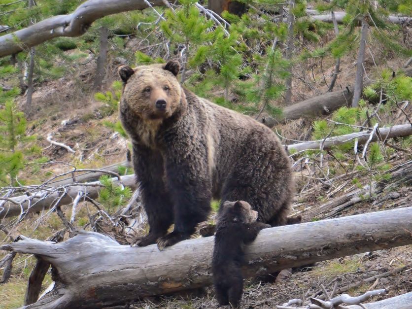 Grizzly with cub
