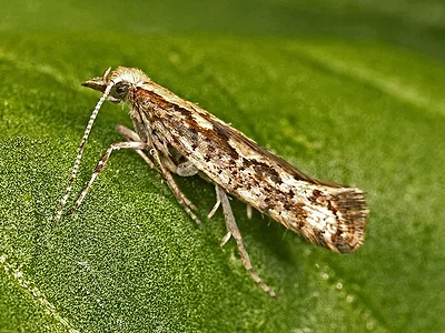 Diamondback moth