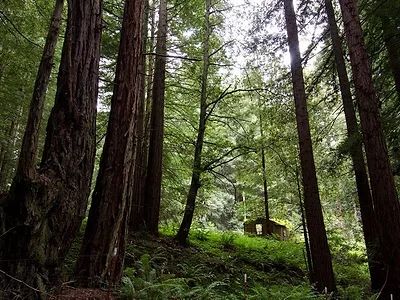 Forest_Pacific_Northwest