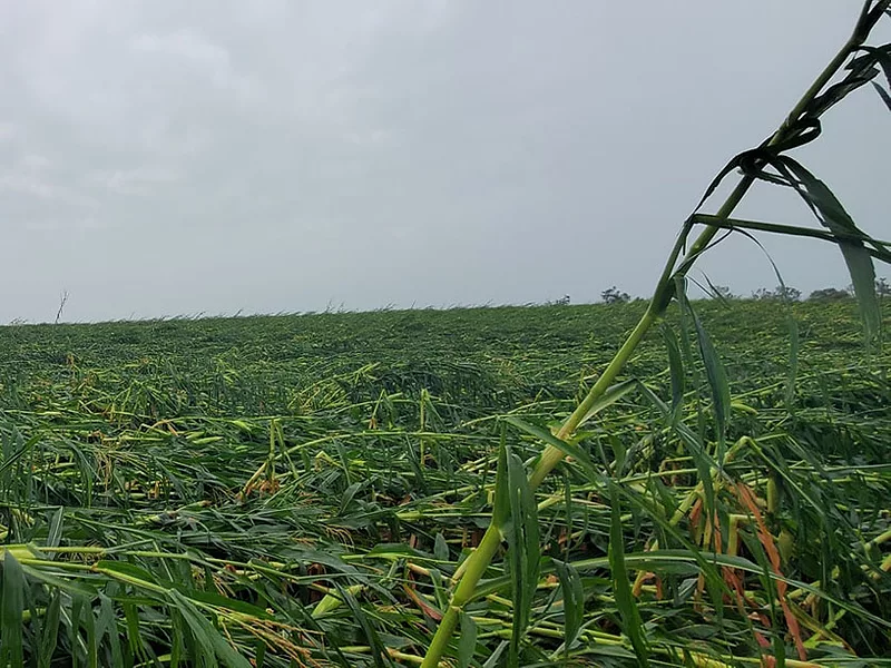 Snapped Iowa corn