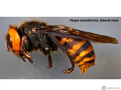 Asian_Giant_Hornet_USDA