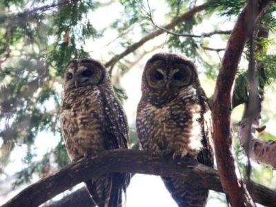 Spotted_Owl