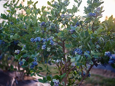 Highbush-blueberry-bush836x627optimized.jpg