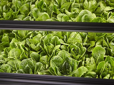 Bowery lettuce