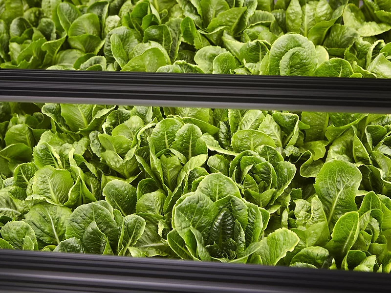 Bowery lettuce