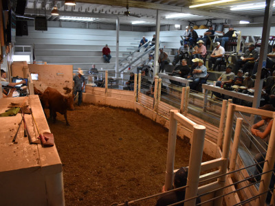 Rugby livestock auction