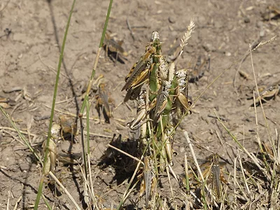 Grasshoppers