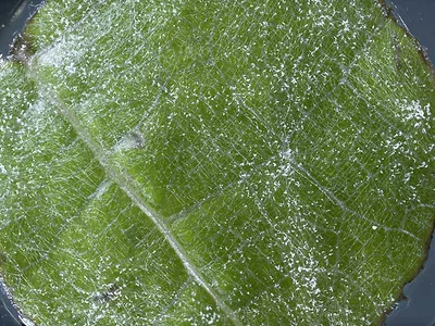 Grape mildew