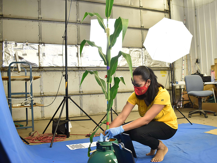 Scientist preparing corn plant