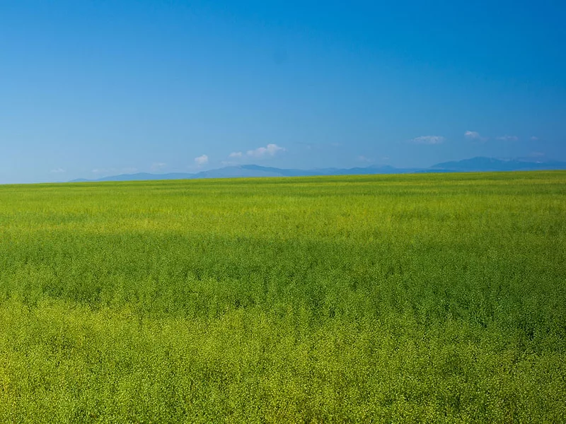 Camelina-field-836x627-optimized.jpg