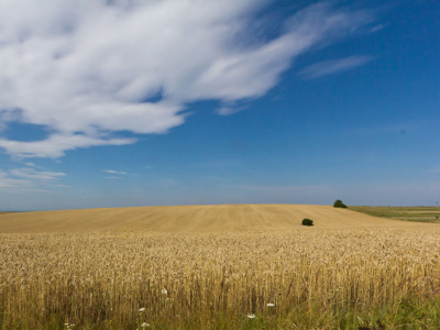 Ukranian wheat field