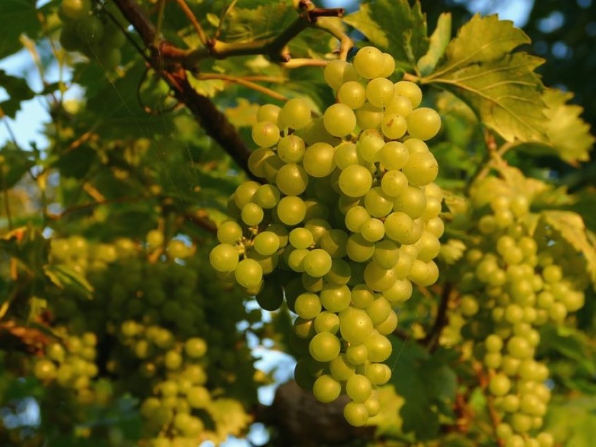 Oregon Grapes