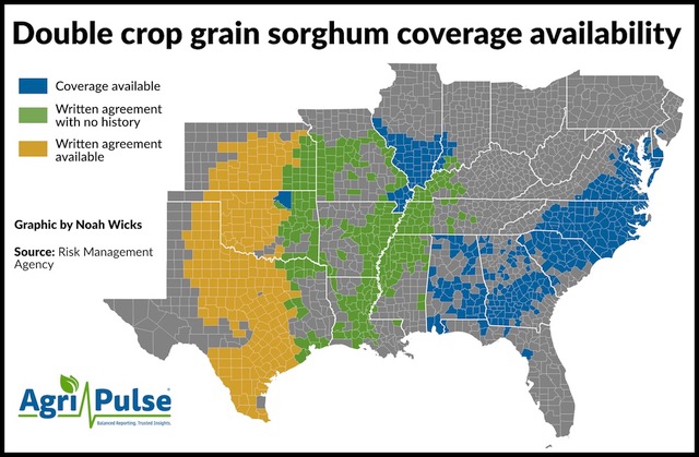 sorghum_double_cropping_2.jpeg