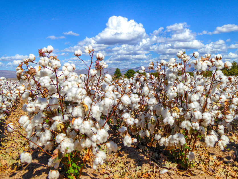 USDA funding will extend cotton industry sustainability efforts